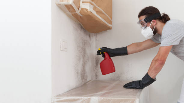 Professional Basement Mold Remediation technician working in Micro, NC