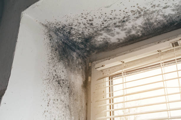 Affordable Basement Mold Remediation solutions in Micro, NC