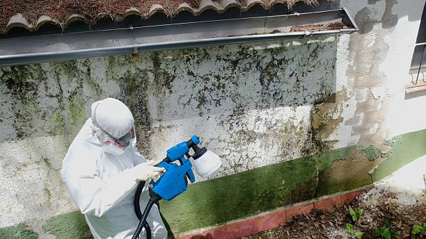 Top rated local Basement Mold Remediation specialists in Micro, NC